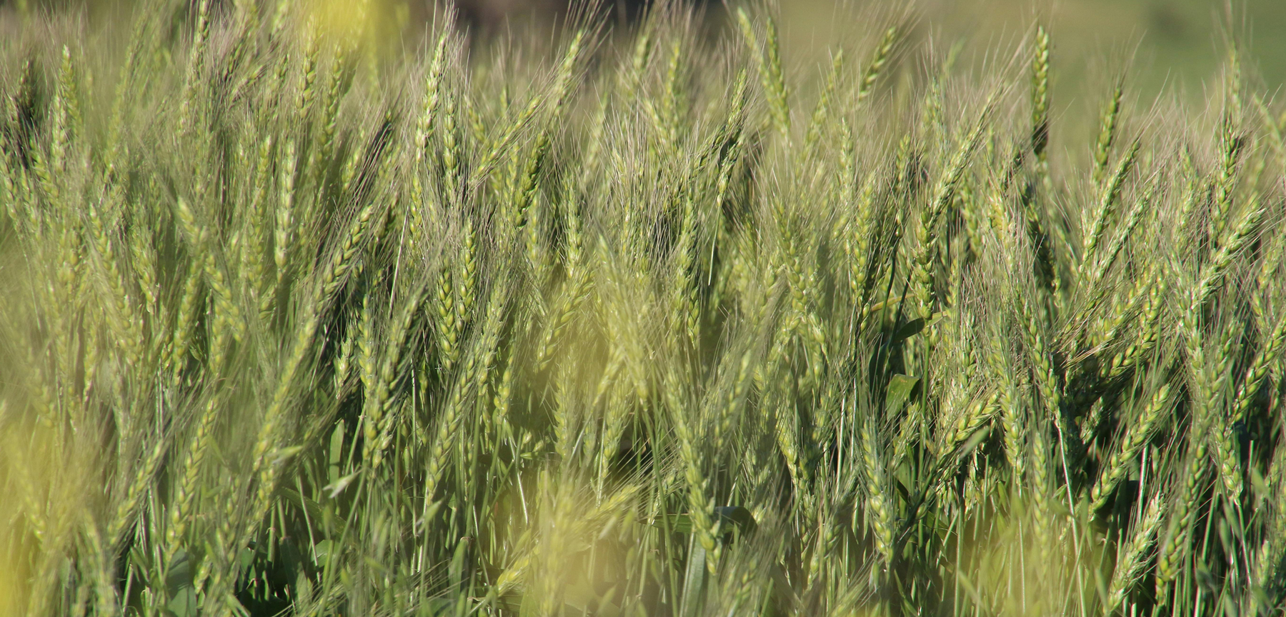 Nutrition and Health Image